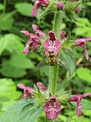 Episyrphus balteatus