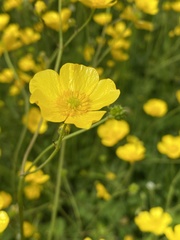 Ranunculus acris