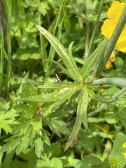 Ranunculus acris