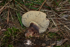 Tylopilus brunneus