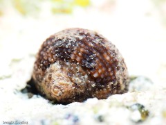 Clanculus berthelotii