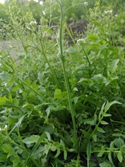 Capsella bursa-pastoris