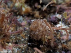 Clanculus berthelotii