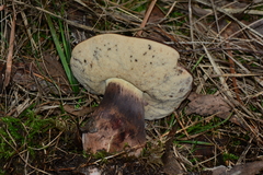 Tylopilus brunneus