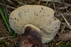 Tylopilus brunneus
