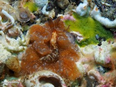 Phrikoceros mopsus