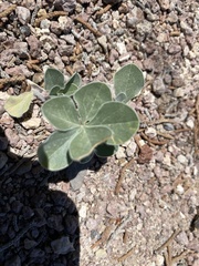 Pediomelum megalanthum