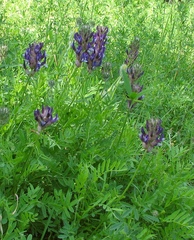 Astragalus vesicarius carniolicus