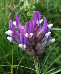 Astragalus vesicarius carniolicus