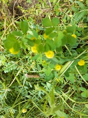 Trifolium campestre