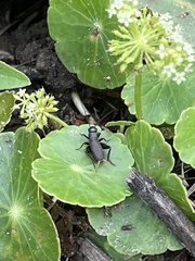 Gryllus pennsylvanicus