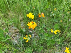 Lotus corniculatus