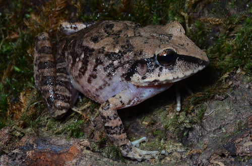 Haddadus aramunha · iNaturalist