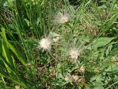 Geum triflorum triflorum