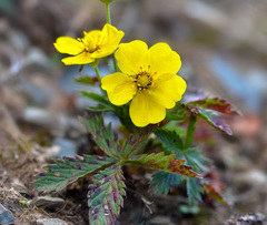 Potentilla asiatica