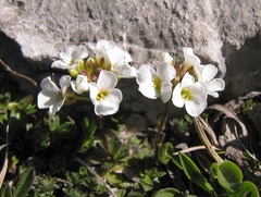 Arabis scopoliana