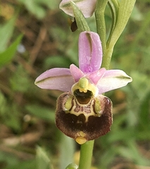 Ophrys fuciflora elatior