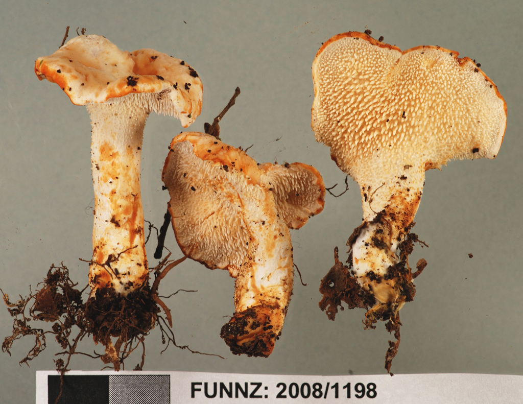 Hydnum wellingtonii