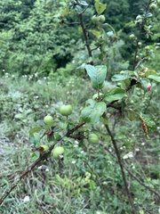 Malus orientalis