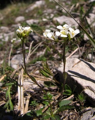 Arabis scopoliana