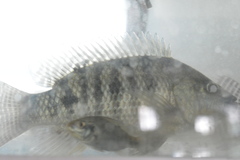 Pseudocrenilabrinae