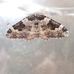 Xanthorhoe fluctuata