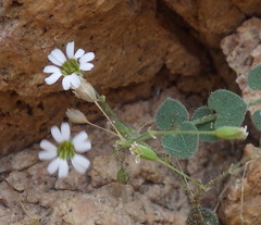 Drymaria debilis
