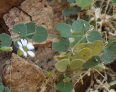 Drymaria debilis