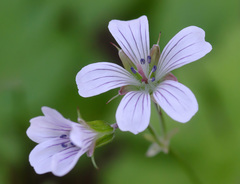 Geranium albiflorum