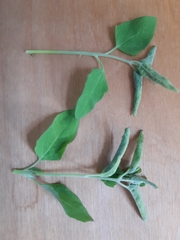 Hayhurstia atriplicis