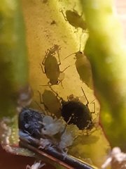 Hayhurstia atriplicis