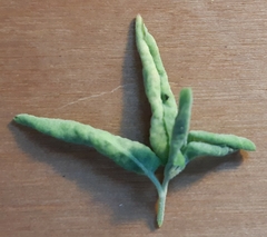 Hayhurstia atriplicis