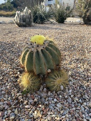 Parodia magnifica