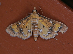 Niphograpta albiguttalis