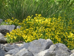 Genista sericea