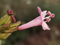 Centranthus angustifolius