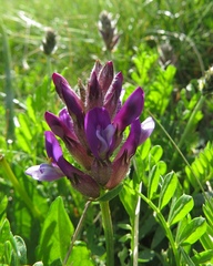 Astragalus vesicarius carniolicus