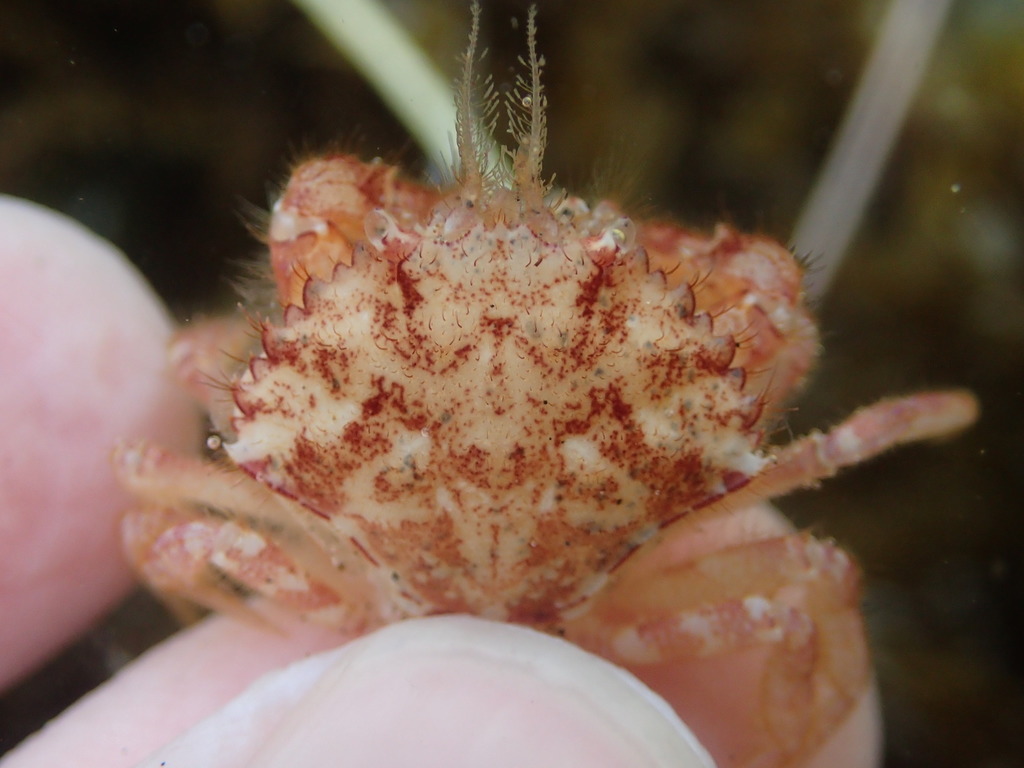 Hairy Rock Crab