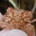 Hairy Rock Crab - Photo (c) Alex Bairstow, some rights reserved (CC BY-NC), uploaded by Alex Bairstow
