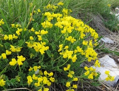 Coronilla vaginalis
