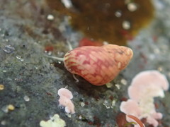 Eulithidium pulloides