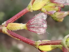 Centranthus angustifolius