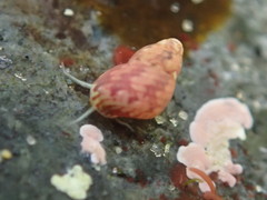 Eulithidium pulloides