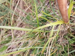 Centranthus angustifolius