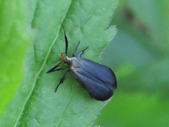 Dichomeris nonstrigella