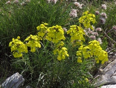 Erysimum sylvestre