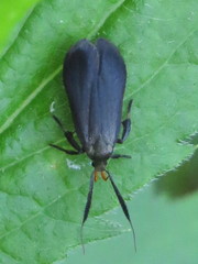 Dichomeris nonstrigella