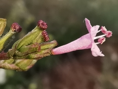 Centranthus angustifolius