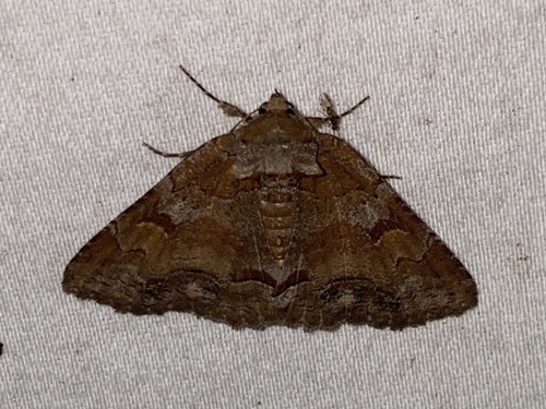 Washed-out Zale Moth photo 3