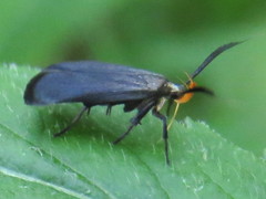 Dichomeris nonstrigella